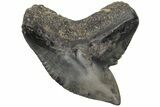 Fossil Tiger Shark (Galeocerdo) Tooth #212038-1
